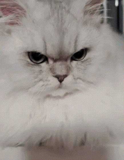 你喜欢奔驰还是美女的大腿?动图看鬼片中的初音未来