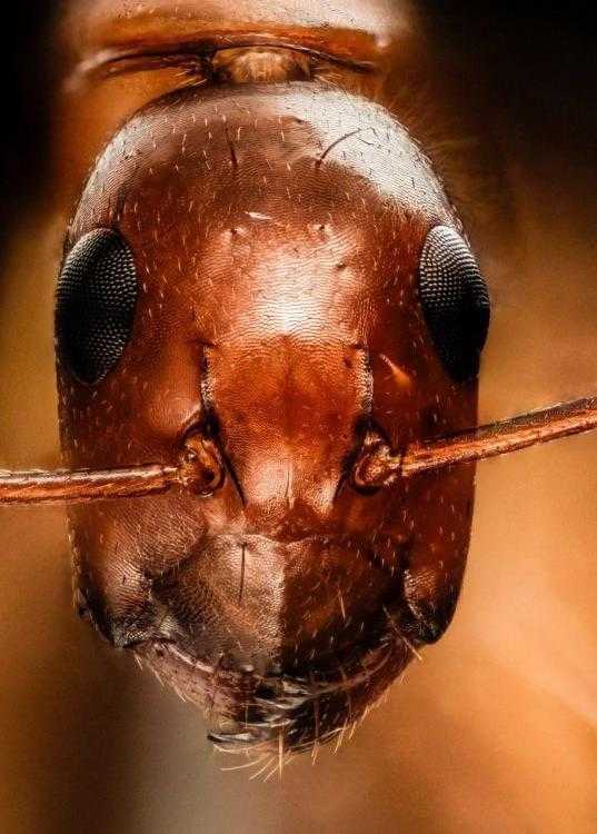 原来真的有四条腿的鸡!24张“活久见”的有趣照片