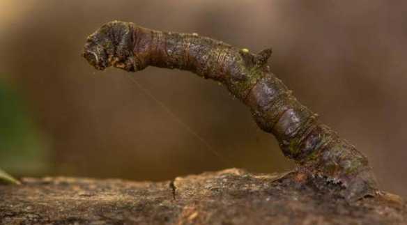 原来真的有四条腿的鸡!24张“活久见”的有趣照片