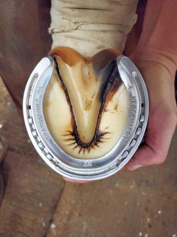 原来真的有四条腿的鸡!24张“活久见”的有趣照片