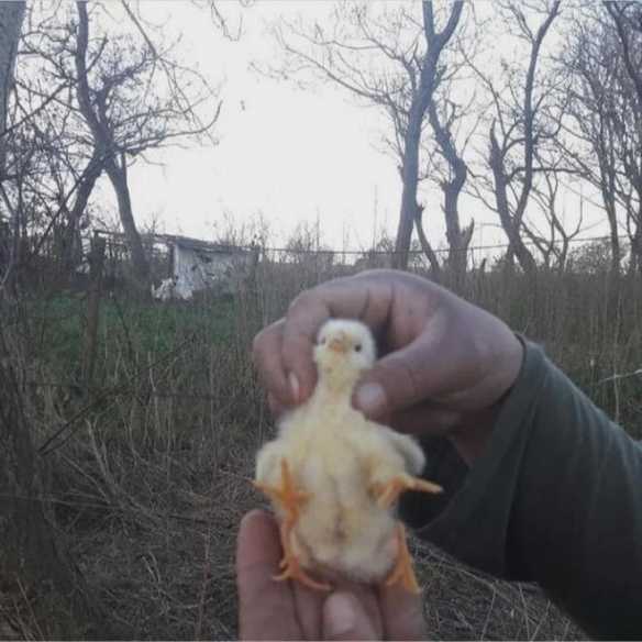 原来真的有四条腿的鸡!24张“活久见”的有趣照片