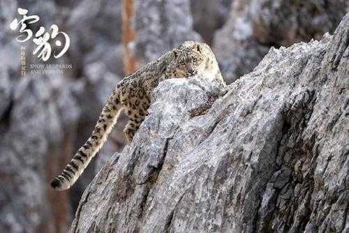 一眼高分!《雪豹和她的朋友们》豆瓣8.3分